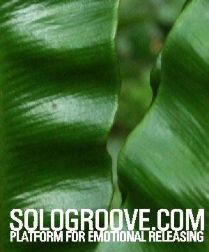 sologroove.com